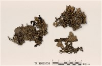 藏品(石蓴狀梅衣屬)的圖片